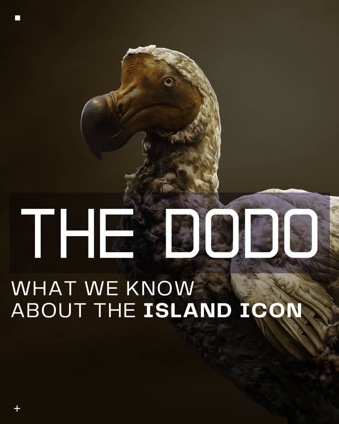 c-dodo-what-we-know-1